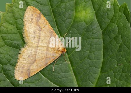 Rare ombre (Agriopis aurantiaria), mâle, Rhénanie du Nord-Westphalie, Allemagne Banque D'Images