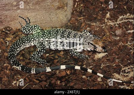 Tegu noir et blanc argentin (Salvator merianae, Tupinambis merianae), captif, présent en Amérique du Sud Banque D'Images