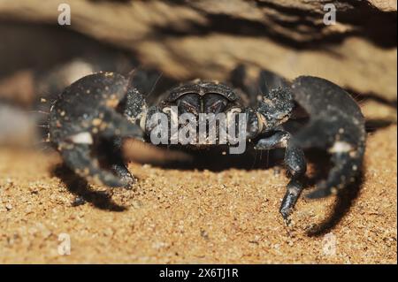 Empereur scorpion (Pandinus imperator), captif, occurrence en Afrique Banque D'Images