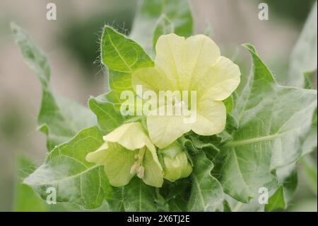 Henbane blanc (Hyoscyamus albus), fleurs, plante ornementale, Rhénanie du Nord-Westphalie, Allemagne Banque D'Images