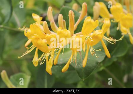 Chèvrefeuille (Lonicera caprifolium), fleurs, Rhénanie du Nord-Westphalie, Allemagne Banque D'Images