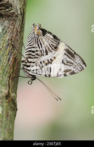 Papillon en mosaïque zébrée (Colobura dirce, Papilio dirce), captif, présent en Amérique centrale et du Sud Banque D'Images