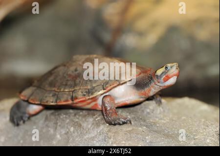 Tortue à ventre rouge et col court (Emydura subglobosa), captive, observée en Australie Banque D'Images