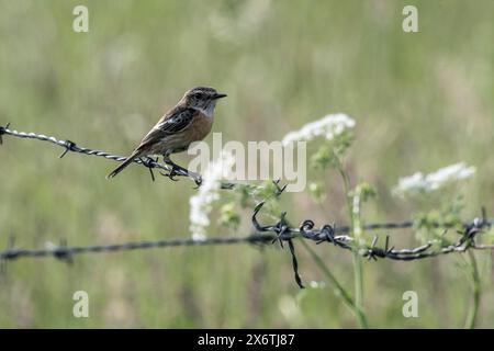 Stonechat (Saxicola torquata), Emsland, basse-Saxe, Allemagne Banque D'Images