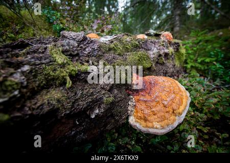 Éponge d'arbre, tronc d'arbre moussue couché sur le sol, Suède Banque D'Images