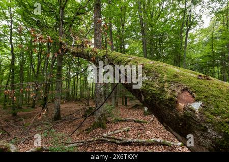 Hêtre tombé, tronc d'arbre, près d'Aelmhult, Suède Banque D'Images