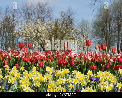 Un champ de fleurs coloré avec des tulipes jaunes et rouges sous un ciel bleu clair, des arbres en arrière-plan, des tulipes en fleurs dans de nombreuses couleurs, Urk, pays-Bas Banque D'Images