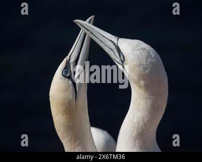 Deux oiseaux de mer exécutent une danse d'accouplement, leurs têtes ensemble, sur un fond sombre, gannet, morus bassanus, Helgoland, allemagne Banque D'Images