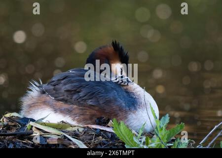 Un grand grebe à crête (Podiceps festonné Ribonfish) dans son nid avec des poussins dans son plumage, Hesse, Allemagne Banque D'Images