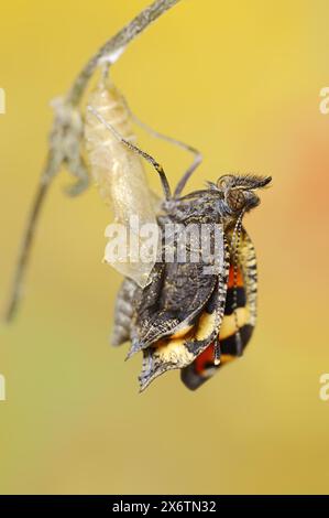 Petit écaille de tortue (Nymphalis urticae, Aglais urticae) fraîchement éclos, Rhénanie du Nord-Westphalie, Allemagne Banque D'Images