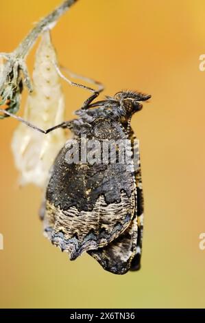 Petit écaille de tortue (Nymphalis urticae, Aglais urticae) fraîchement éclos, Rhénanie du Nord-Westphalie, Allemagne Banque D'Images