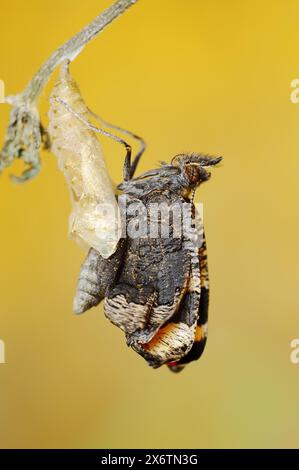 Petit écaille de tortue (Nymphalis urticae, Aglais urticae) fraîchement éclos, Rhénanie du Nord-Westphalie, Allemagne Banque D'Images