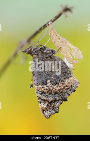 Petit écaille de tortue (Nymphalis urticae, Aglais urticae) fraîchement éclos, Rhénanie du Nord-Westphalie, Allemagne Banque D'Images