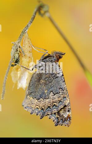 Petit écaille de tortue (Nymphalis urticae, Aglais urticae) fraîchement éclos, Rhénanie du Nord-Westphalie, Allemagne Banque D'Images