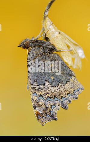 Petit écaille de tortue (Nymphalis urticae, Aglais urticae) fraîchement éclos, Rhénanie du Nord-Westphalie, Allemagne Banque D'Images