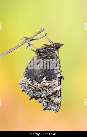 Petit écaille de tortue (Nymphalis urticae, Aglais urticae) fraîchement éclos, Rhénanie du Nord-Westphalie, Allemagne Banque D'Images