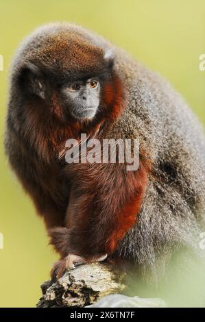 Titi cuivré ou titi rouge (Plecturocebus cupreus, Callicebus cupreus), captif, présent au Brésil et au Pérou Banque D'Images