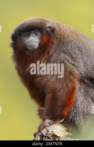 Titi cuivré ou titi rouge (Plecturocebus cupreus, Callicebus cupreus), captif, présent au Brésil et au Pérou Banque D'Images