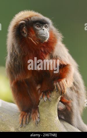 Titi cuivré ou titi rouge (Plecturocebus cupreus, Callicebus cupreus), captif, présent au Brésil et au Pérou Banque D'Images