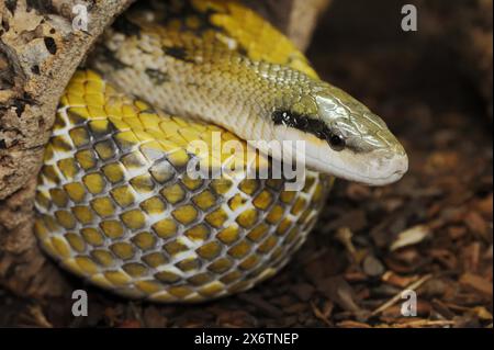 Serpent de beauté de Taïwan (Orthriophis taeniurus frisei, Elaphe taeniura frisei), captif, présence en Asie Banque D'Images