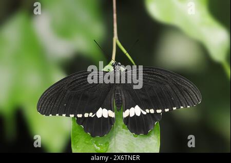 Mormon commun ou mormon commun (Papilio polytes), mâle, captif, présent en Asie Banque D'Images