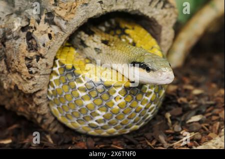 Serpent de beauté de Taïwan (Orthriophis taeniurus frisei, Elaphe taeniura frisei), captif, présence en Asie Banque D'Images