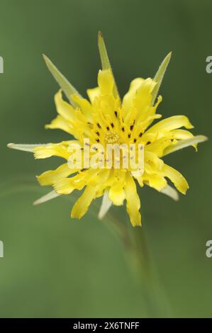 Salsifis de prairie (Tragopogon pratensis), fleur, Rhénanie du Nord-Westphalie, Allemagne Banque D'Images