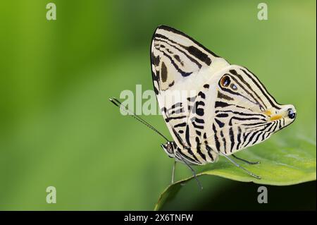 Papillon en mosaïque zébrée (Colobura dirce, Papilio dirce), captif, présent en Amérique centrale et du Sud Banque D'Images