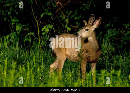 Young Mule Deer Buck au lever du soleil à Boise, Idaho. Banque D'Images