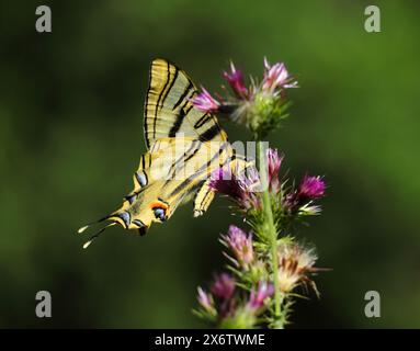 Rare Swallowtail du Sud - Iphiclides podalirius. Aperçu Oeiras, Portugal. Vue panoramique. Perché sur un rosier de chien. Banque D'Images