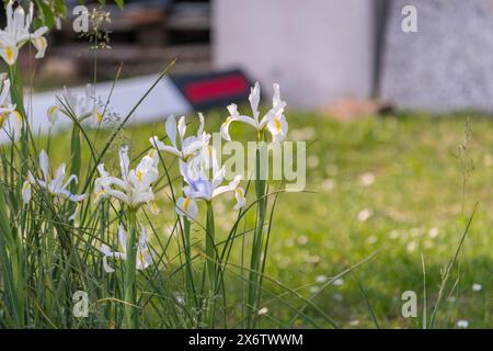 Jardin Iris orientalis Schwertlilie au printemps. Fleurs blanches délicates. Banque D'Images