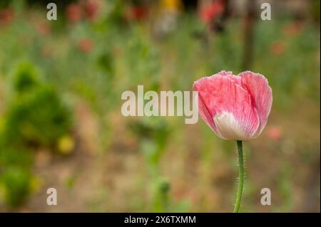 Fleur de coquelicot rose et fond flou. Banque D'Images