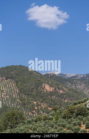 Grande extension des oliveraies pour la production d'huile, Segura de la Sierra , Sierra de Segura région, province de Jaén, Andalousie, Espagne. Banque D'Images