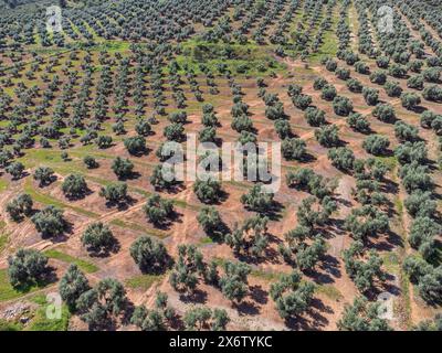 Grande extension des oliveraies pour la production d'huile, près de la ville Puertas de Segura, province de Jaén, Andalousie, Espagne. Banque D'Images