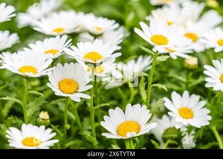 Marguerite à fleurs (Bellis perennis), famille des Asteraceae, Majorque, Espagne. Banque D'Images