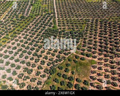 Grande extension des oliveraies pour la production d'huile, près de la ville Puertas de Segura, province de Jaén, Andalousie, Espagne. Banque D'Images