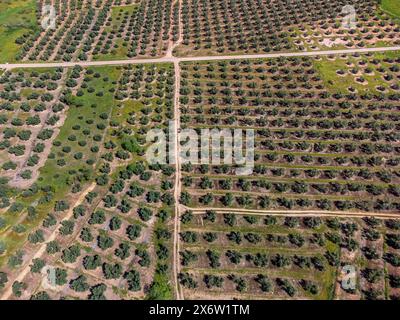 Grande extension des oliveraies pour la production d'huile, près de la ville Puertas de Segura, province de Jaén, Andalousie, Espagne. Banque D'Images