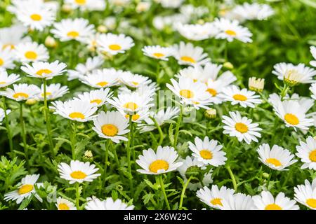 Marguerite à fleurs (Bellis perennis), famille des Asteraceae, Majorque, Espagne. Banque D'Images