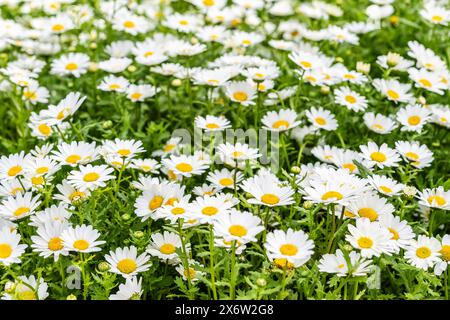 Marguerite à fleurs (Bellis perennis), famille des Asteraceae, Majorque, Espagne. Banque D'Images