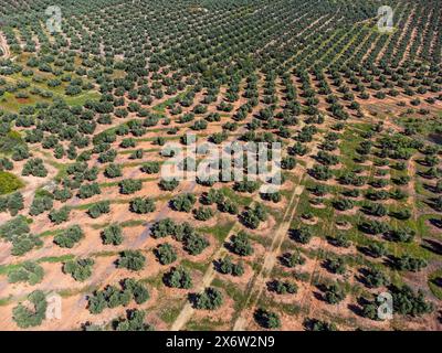 Grande extension des oliveraies pour la production d'huile, près de la ville Puertas de Segura, province de Jaén, Andalousie, Espagne. Banque D'Images