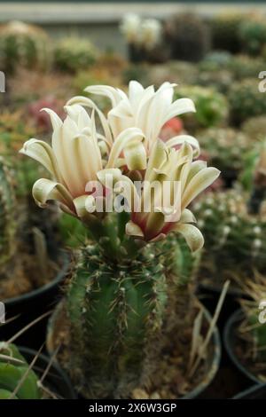Un cactus unique entièrement fleuri avec des fleurs jaunes blanches, macro photo Banque D'Images