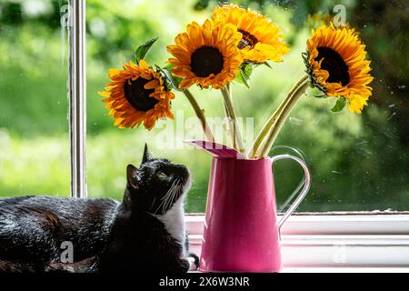 Un vase de tournesols vibrants sur un rebord de fenêtre, avec un chat les regardant Banque D'Images