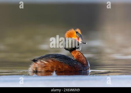 Un grebe à cornes également connu sous le nom de grebe slave en Finlande Banque D'Images