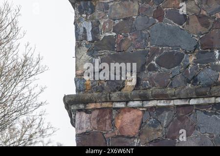 Un aigle-hibou eurasien Banque D'Images