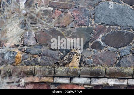 Un aigle-hibou eurasien Banque D'Images