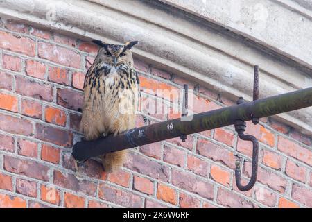 Un aigle-hibou eurasien Banque D'Images