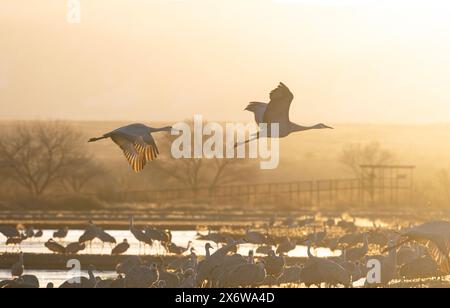 Sérénité de la lueur dorée de la nature sur Sandhill Cranes dans le vol à l'aube au-dessus des oiseaux sauvages dans les lagunes de Bernardo Wildlife Area au Nouveau-Mexique, États-Unis Banque D'Images