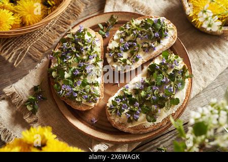 Fleurs et feuilles de lierre moulu ou de Glechoma hederacea fraîchement récoltées au printemps sur des tranches de pain au levain Banque D'Images