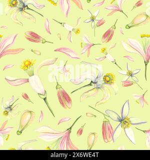 Ensemble tendre aquarelle avec bourgeon et fleur. Fleurs orange mandarine citron rose peintes à la main isolées sur fond blanc. Illustration pour la conception Banque D'Images