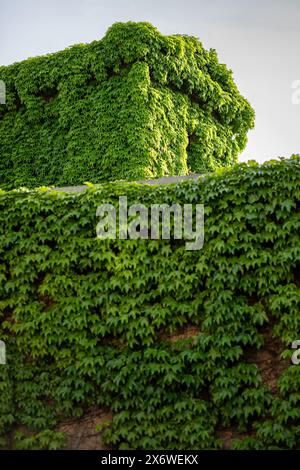 Façade verte, maison écologique. Bâtiment couvert de lierre. Vigne rampante sur la façade de la maison couverte de raisin sauvage. Banque D'Images